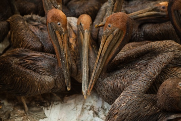 BP Oil-covered pelicans in a crate waiting to be cleaned at Fort Jackson in Louisiana. (Photo:<a href=