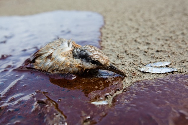 Baby tern stuck in BP oil on Grand Isle, Louisiana, with fish left for it by its mother. (Photo:<a href=