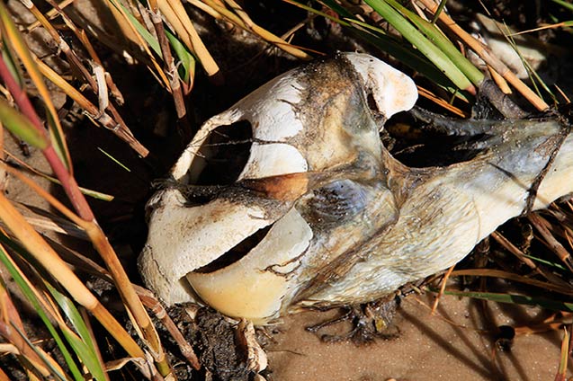 Within a few months of the Deepwater Horizon disaster, dead marine life began washing ashore along the oil impact zone. (Photo: Erika Blumenfeld)