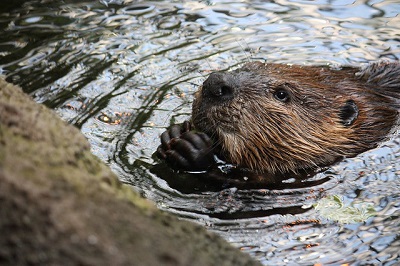 Beaver. (Photo:<a href=