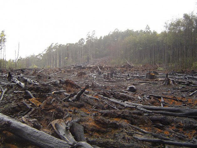 Canada has been leading the world in forest loss since 2000, accounting for 21 percent of global forest loss.