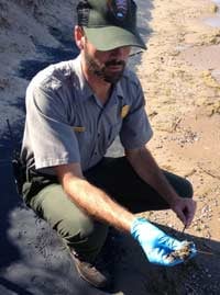 Shaun Miller of the National Park Service examines a pile of feathers. (Photo: Brian Bienkowski)