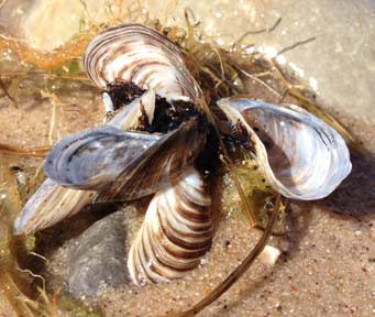 Zebra mussels have altered the bottom of the Great Lakes' food web, creating ideal conditions for botulism. (Photo: Brian Bienkowski)