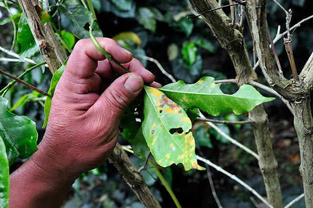 Coffee rust at a farm in Cauca, southwestern Colombia.