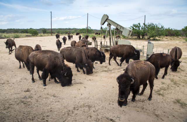 Hugh A. Fitzsimons lll's buffalo next to a pumpjack on his ranch.