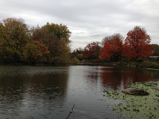 A view of Prospect Park in October near the Lefferts Gardens edge. (Photo: Aaron Cantu)