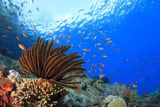 Ocean biodiversity