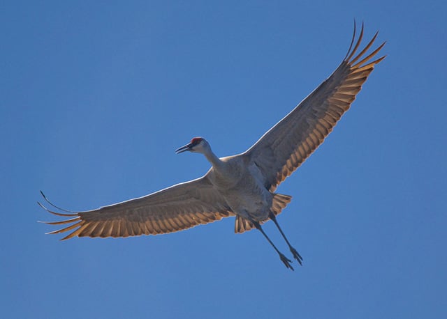   Sandhill cranes are among more than 300 species of migratory birds that have been killed legally across the U.S. since 2011 to protect a wide range of business activities and public facilities under what’s called the “depredation permit” program. (Photo: Tom Knudson/Reveal)