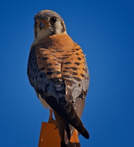 American kestrels are among the migratory birds that have been killed under the federal “depredation permit” program. (Photo: Tom Knudson/Reveal)