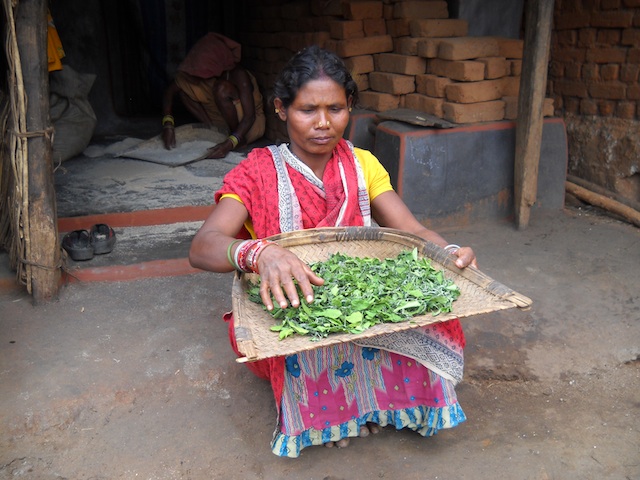 The ‘barada’ leafy green is sweet, easy to digest and rich in iron. Here, a tribal woman sun-dries the leaves so they can be stored for up to two months. (Photo: Manipadma Jena/IPS)