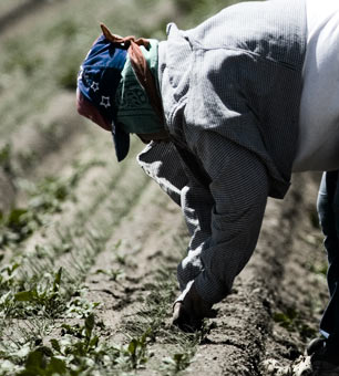 A Mexican farm worker weeding in the field by hand in San Joaquin Valley, California.
