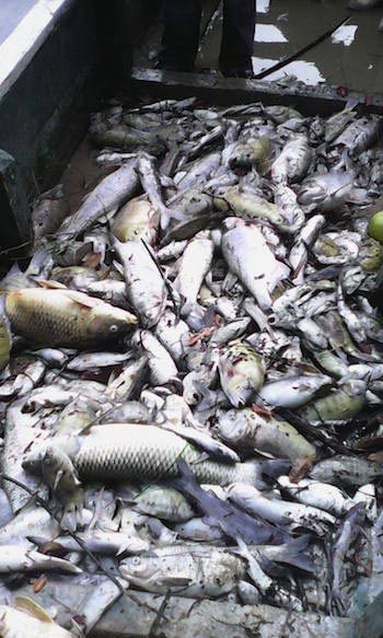 An estimated 100 miles of the La Pasión River were affected by the mass fish die-off, out of its total 200 miles. (Photo courtesy of El Informante Petenero)