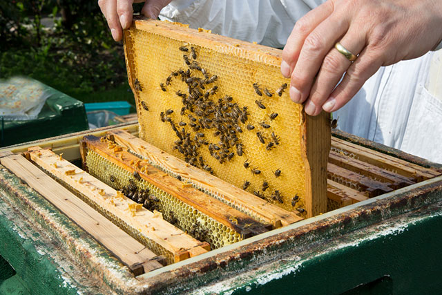 (Photo: Beekeeper via Shutterstock)