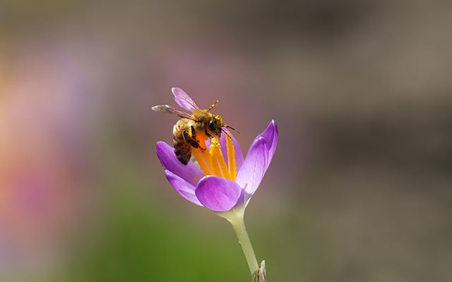 (Photo: Bee on a Crocus via Shutterstock)
