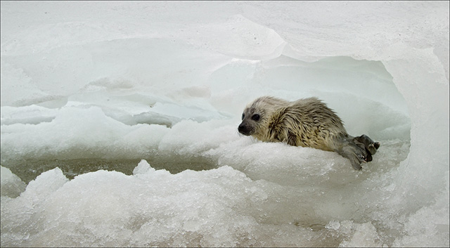 A ringed seal pup finds shelter on ice. Ringed seals, like many arctic mammals, depend on sea ice to survive - ice that is swiftly disappearing. (Photo: Ringed Seal via Shutterstock)