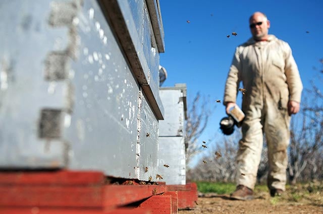 Beekeeper Jeff Anderson minds his colonies in a California cherry orchard. (Photo: Chris Jordan-Bloch / Earthjustice)