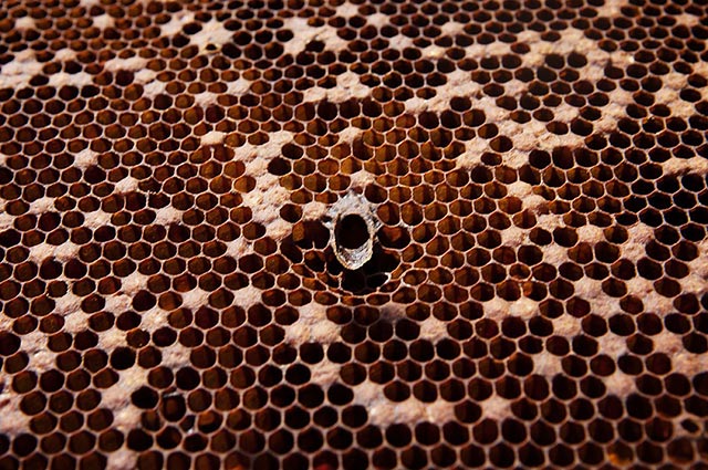 An unhealthy hive, where the colony attempted to hatch its own queen. (Photo: Chris Jordan-Bloch / Earthjustice)