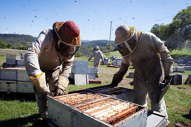 The Anderson family works among bee boxes in California. (Photo: Chris Jordan-Bloch / Earthjustice)