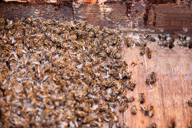 (Photo: Dead Bees via Shutterstock)