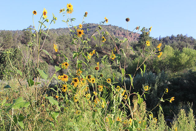 Wild sunflowers proliferate along the banks of the river a sign of the biodiverse ecosystem. (Photo: Chris Williams)