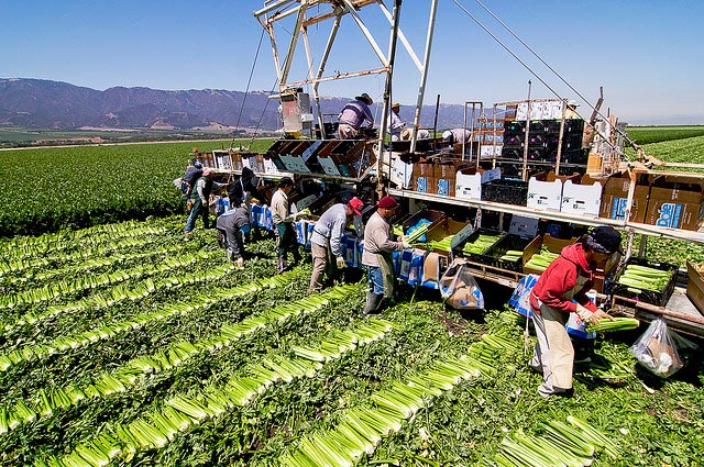 Farm workers cut and pack celery in Salinas Valley, California. Many farmers view the insecticide chlorpyrifos as indispensable in their battles with bugs.