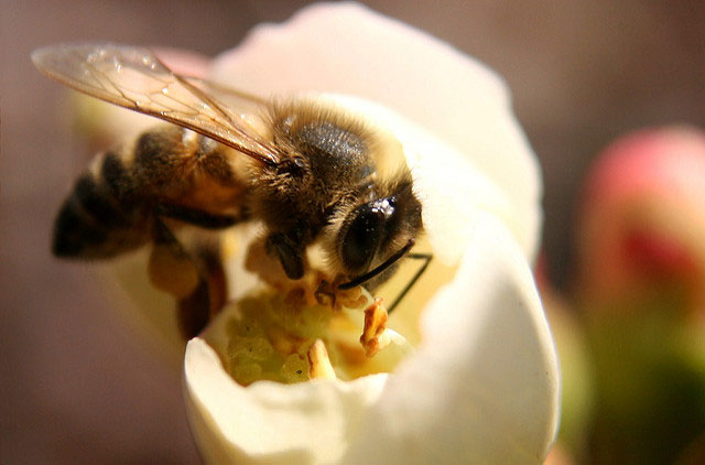 Initial study results indicate that increasing native pollinator numbers can increase crop yield.