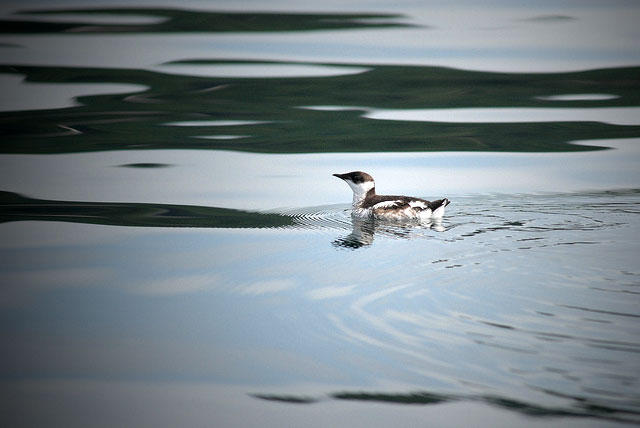 A Marbled Murrelet, one of the species threatened by the US Navy's jet noise. (Photo: US Department of Agriculture; Edited: LW / TO)