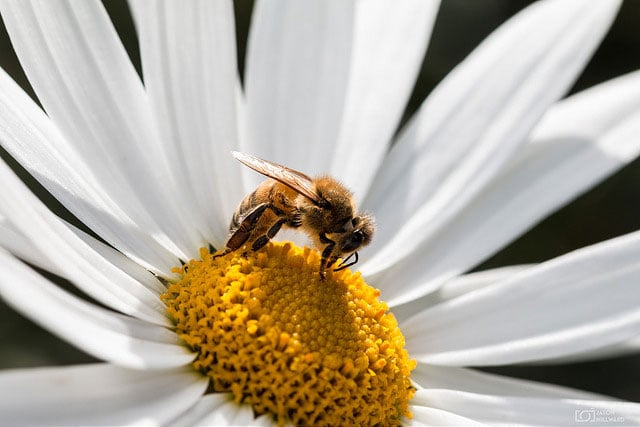 A number of new and accumulating pressures are threatening bee populations.