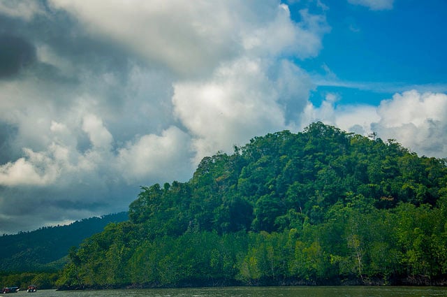 A mangrove forest in Malaysia. Mangrove forests act as virtual carbon scrubbers, yet are under threat by the shrimping aquacultural industry.