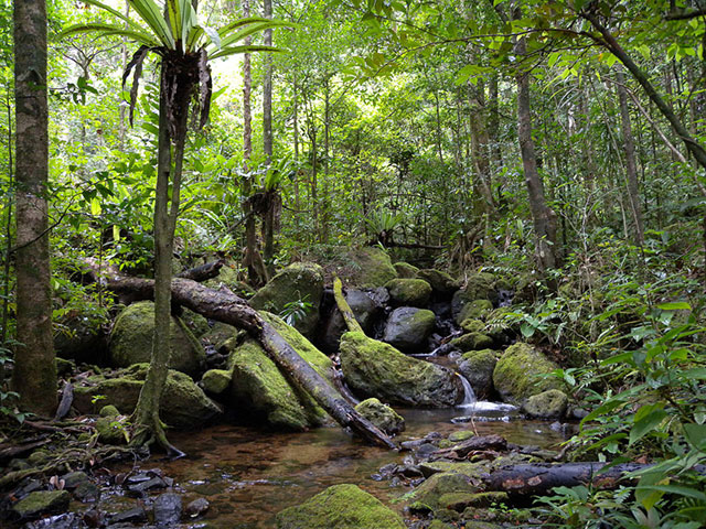 Lush rainforest vegetation surrounding a creek in Madagascar’s Masoala National Park.