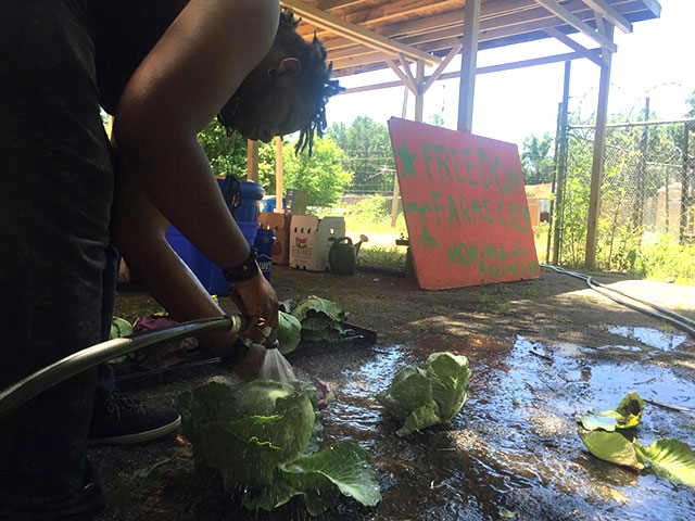 A member of the Freedom Farms Cooperative cleans some cabbages. (Photo: Courtesy of Kali Akuno / Cooperation Jackson)