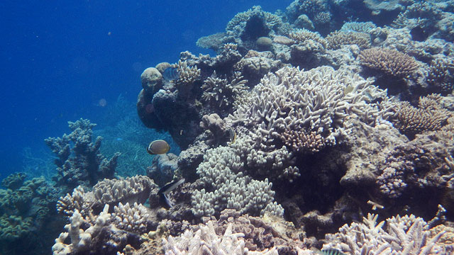 Fish swim around bleached coral in the Great Barrier Reef in a photo taken on November 29, 2012. Rising oceanic acidity due to accelerated climate change has been killing the Reef and its inhabitants. (Photo: Robert Linsdell)