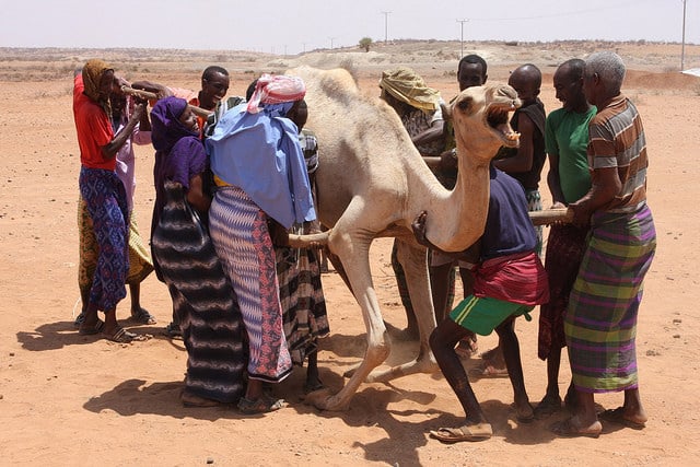 Displaced pastoralists helping a weak camel to its feet (it’s not strong enough to lift its own weight) using poles beneath its belly. (Photo: James Jeffrey / IPS)