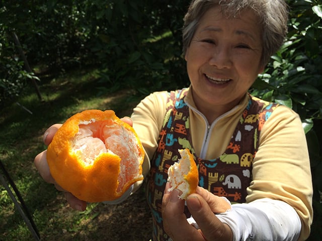 Jeong Young-hee is a Korean tangerine farmer in Gangjeong village on Jeju island. Like many residents, she strongly opposes the newly built South Korean naval base just two miles from her farm. (Photo: Jon Letman)