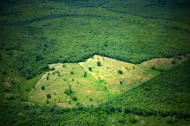 The Amazon Rainforest, the most biologically diverse place on Earth, is threatened by deforestation and anthropogenic climate disruption. (Photo: CIAT; Edited: LW / TO)