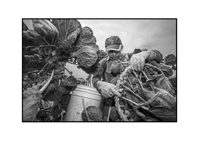 Watsonville, California. A farmworker pulls brussels sprouts from a stalk and tosses them into a bucket. These workers are paid according to the amount of sprouts they harvest. (Photo: Copyright by David Bacon)
